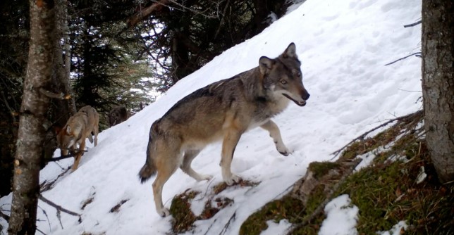 vivre avec les loups