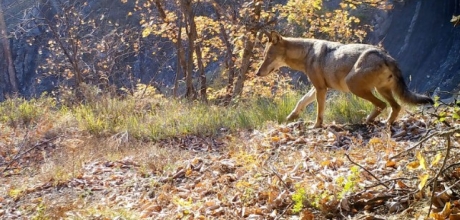 loups