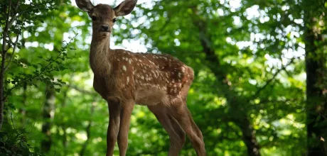 bambi