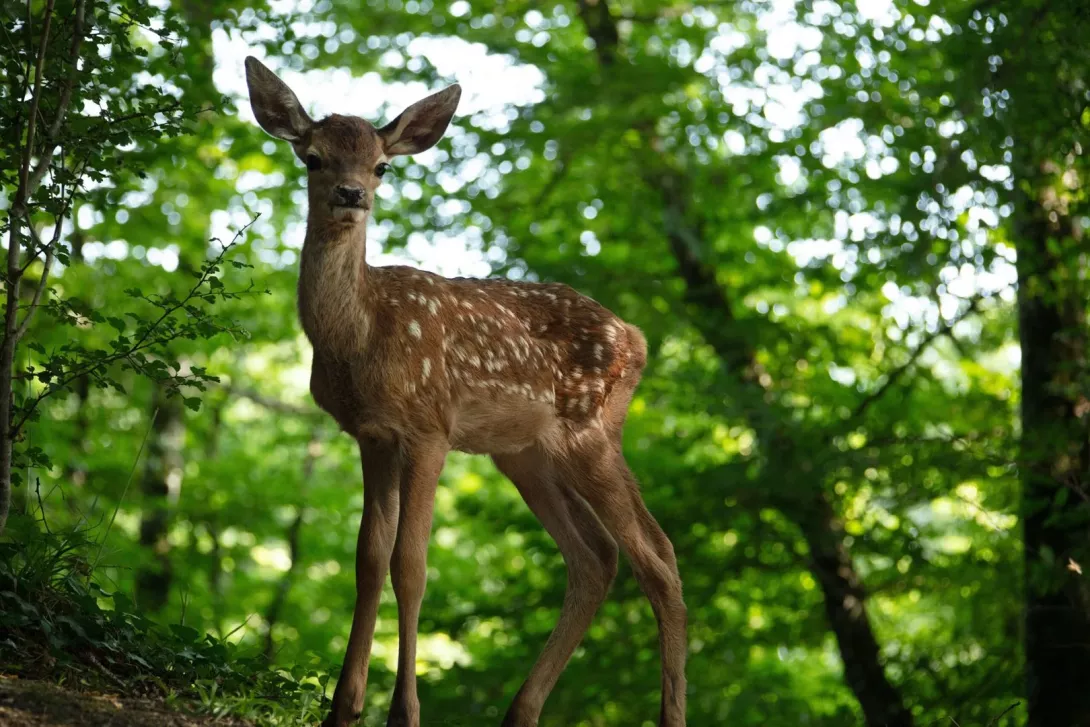 bambi
